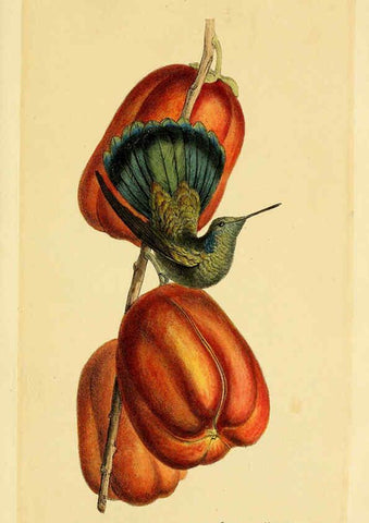Reproducción/Reproduction 5977795782: A selection of the birds of Brazil and Mexico : the drawings London :H.G. Bohn,1841