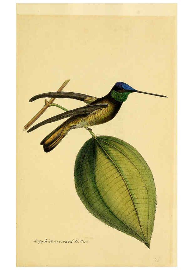 Reproducción/Reproduction 5977795948: A selection of the birds of Brazil and Mexico : the drawings London :H.G. Bohn,1841