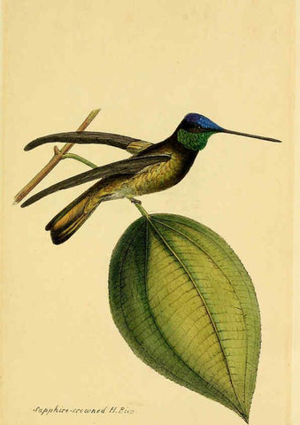 Reproducción/Reproduction 5977795948: A selection of the birds of Brazil and Mexico : the drawings London :H.G. Bohn,1841