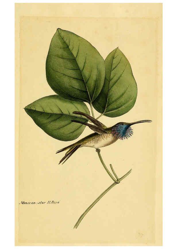 Reproducción/Reproduction 5977796130: A selection of the birds of Brazil and Mexico : the drawings London :H.G. Bohn,1841