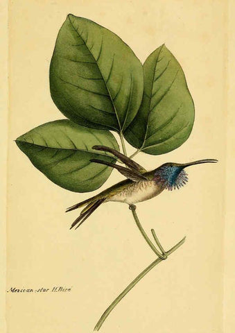 Reproducción/Reproduction 5977796130: A selection of the birds of Brazil and Mexico : the drawings London :H.G. Bohn,1841