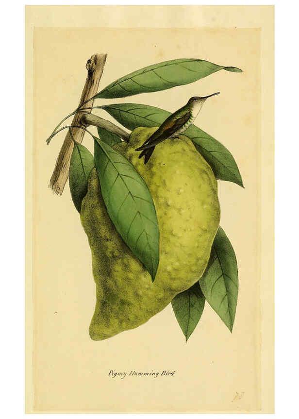 Reproducción/Reproduction 5977796310: A selection of the birds of Brazil and Mexico : the drawings London :H.G. Bohn,1841