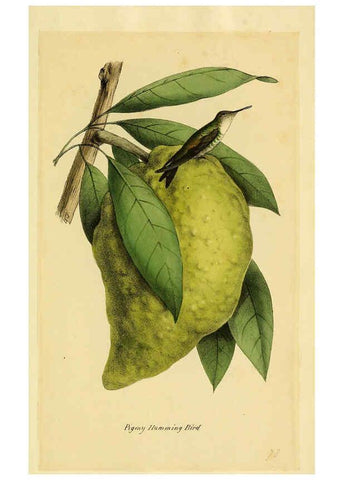 Reproducción/Reproduction 5977796310: A selection of the birds of Brazil and Mexico : the drawings London :H.G. Bohn,1841
