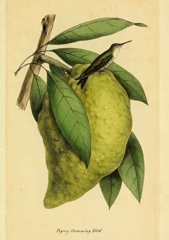 Reproducción/Reproduction 5977796310: A selection of the birds of Brazil and Mexico : the drawings London :H.G. Bohn,1841