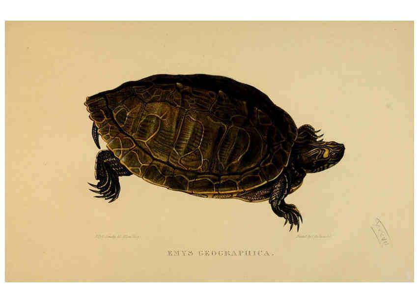 Reproducción/Reproduction 5977786049: Tortoises, terrapins, and turtles London, Paris, and Frankfort :H. Sotheran, J. Baer & co.,1872