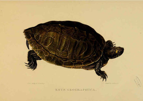 Reproducción/Reproduction 5977786049: Tortoises, terrapins, and turtles London, Paris, and Frankfort :H. Sotheran, J. Baer & co.,1872