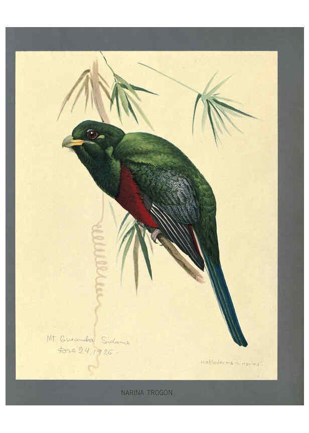 Reproducción/Reproduction 5978218206: Album of Abyssinian birds and mammals Chicago :Field Museum of Natural History,1930