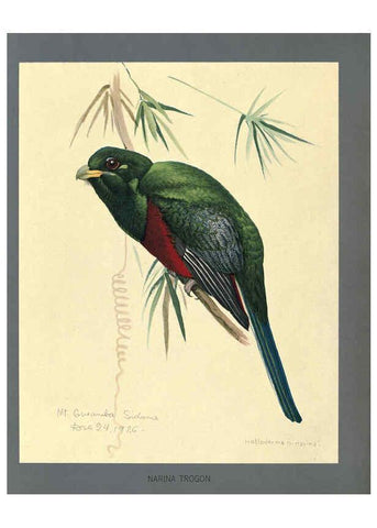 Reproducción/Reproduction 5978218206: Album of Abyssinian birds and mammals Chicago :Field Museum of Natural History,1930