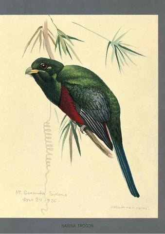 Reproducción/Reproduction 5978218206: Album of Abyssinian birds and mammals Chicago :Field Museum of Natural History,1930