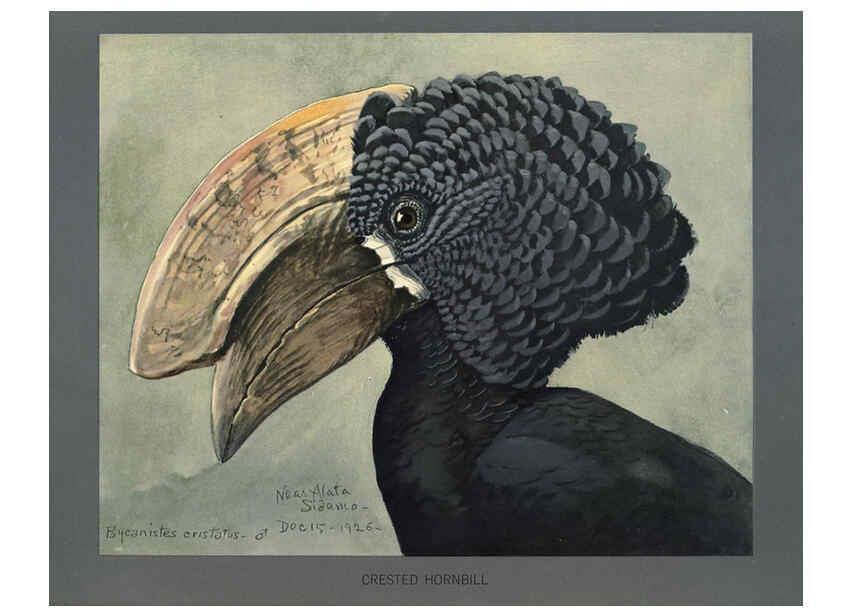 Reproducción/Reproduction 5978218678: Album of Abyssinian birds and mammals Chicago :Field Museum of Natural History,1930