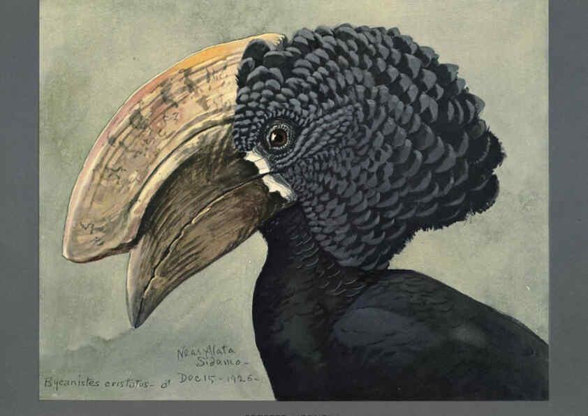 Reproducción/Reproduction 5978218678: Album of Abyssinian birds and mammals Chicago :Field Museum of Natural History,1930