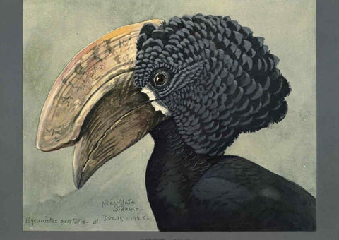 Reproducción/Reproduction 5978218678: Album of Abyssinian birds and mammals Chicago :Field Museum of Natural History,1930