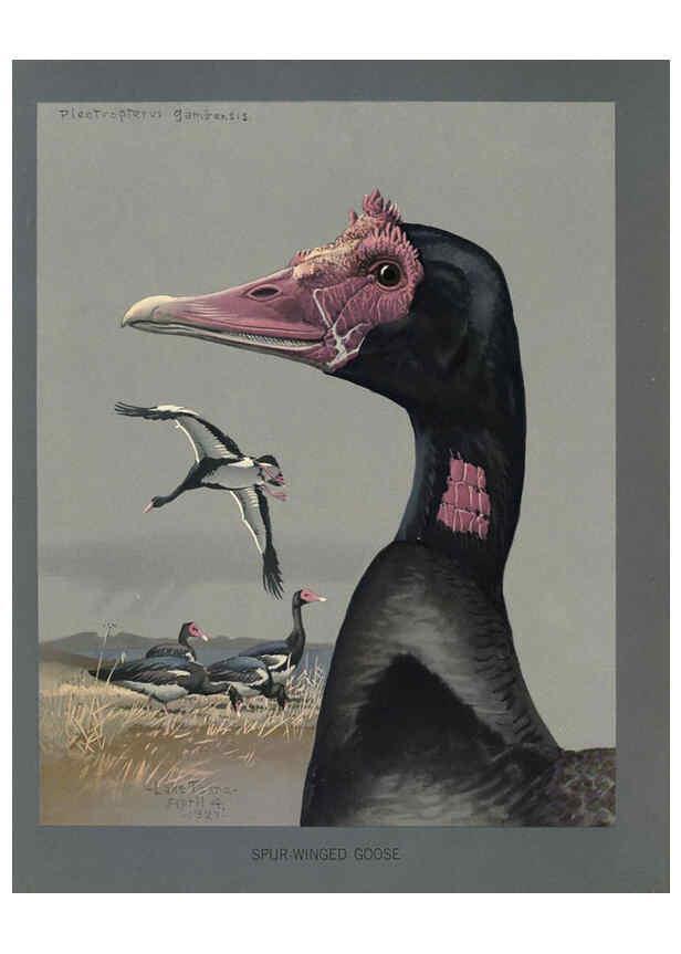 Reproducción/Reproduction 5978224538: Album of Abyssinian birds and mammals Chicago :Field Museum of Natural History,1930
