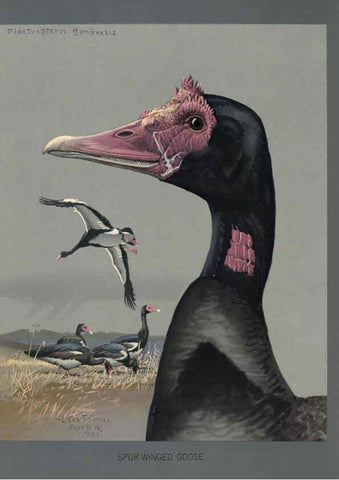 Reproducción/Reproduction 5978224538: Album of Abyssinian birds and mammals Chicago :Field Museum of Natural History,1930