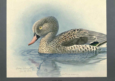 Reproducción/Reproduction 5978224798: Album of Abyssinian birds and mammals Chicago :Field Museum of Natural History,1930