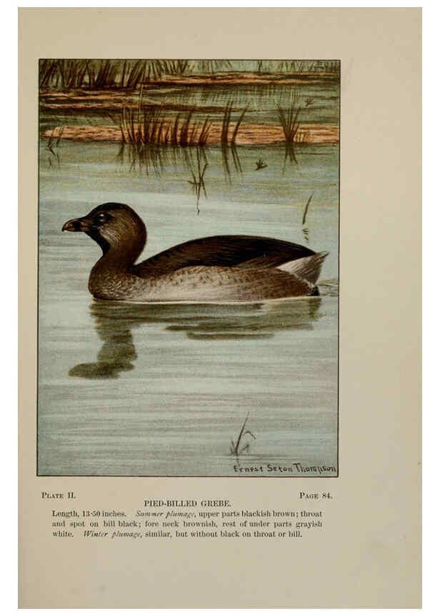 Reproducción/Reproduction 5978287912: Bird-life : a guide to the study of our common birds New York :Appleton,1900