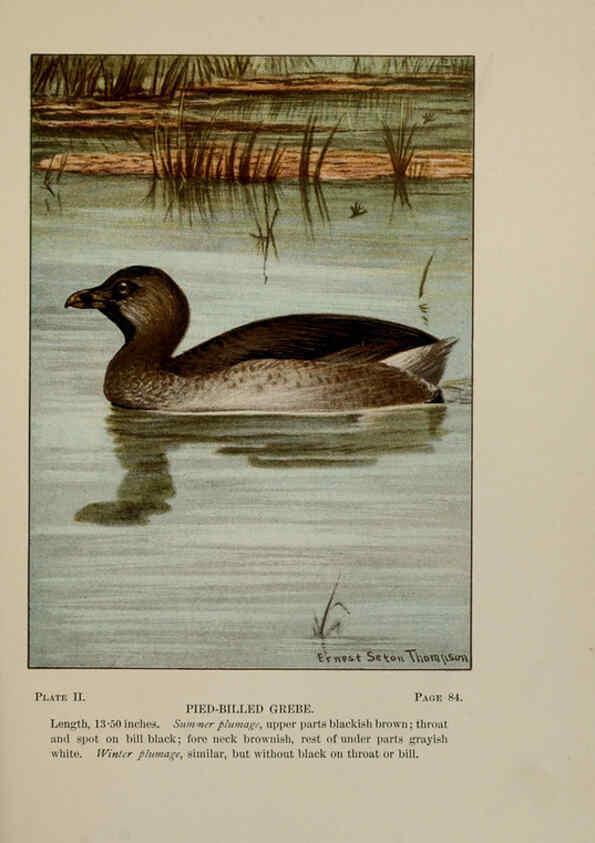 Reproducción/Reproduction 5978287912: Bird-life : a guide to the study of our common birds New York :Appleton,1900