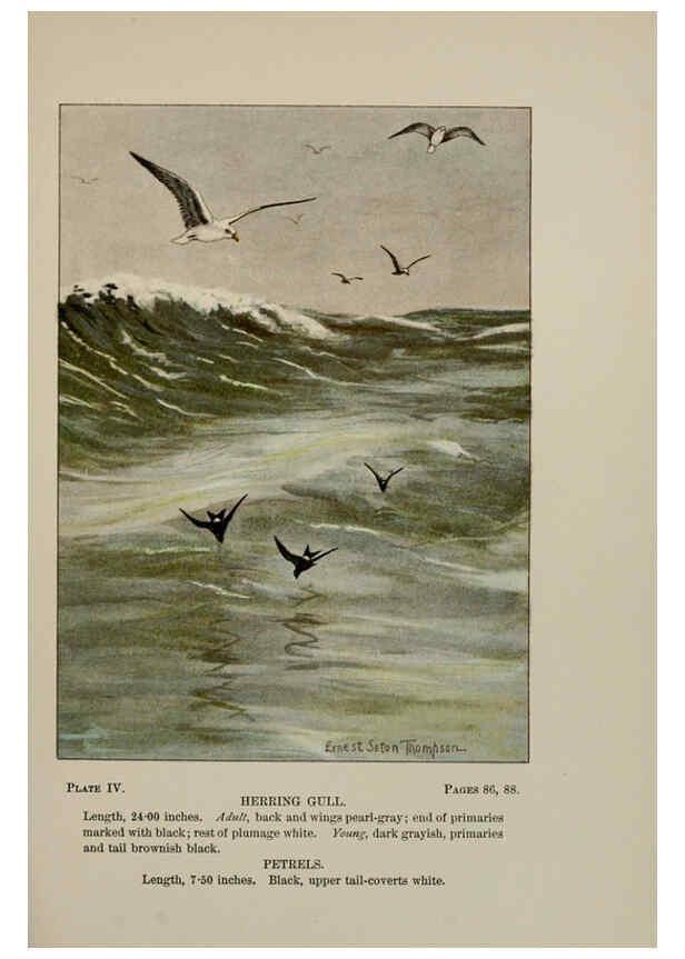 Reproducción/Reproduction 5978288534: Bird-life : a guide to the study of our common birds New York :Appleton,1900