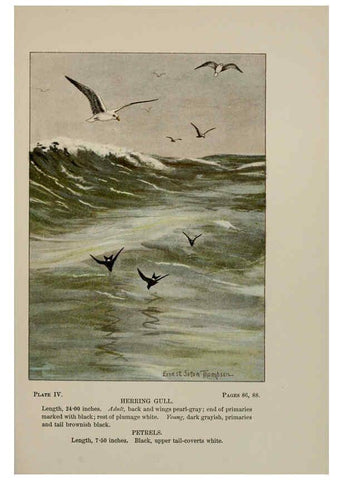 Reproducción/Reproduction 5978288534: Bird-life : a guide to the study of our common birds New York :Appleton,1900