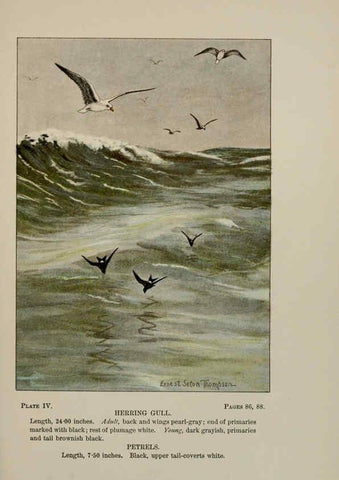 Reproducción/Reproduction 5978288534: Bird-life : a guide to the study of our common birds New York :Appleton,1900
