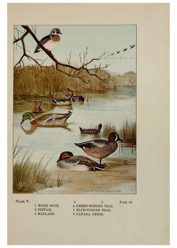 Reproducción/Reproduction 5977728557: Bird-life : a guide to the study of our common birds New York :Appleton,1900