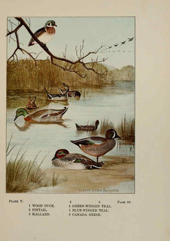 Reproducción/Reproduction 5977728557: Bird-life : a guide to the study of our common birds New York :Appleton,1900