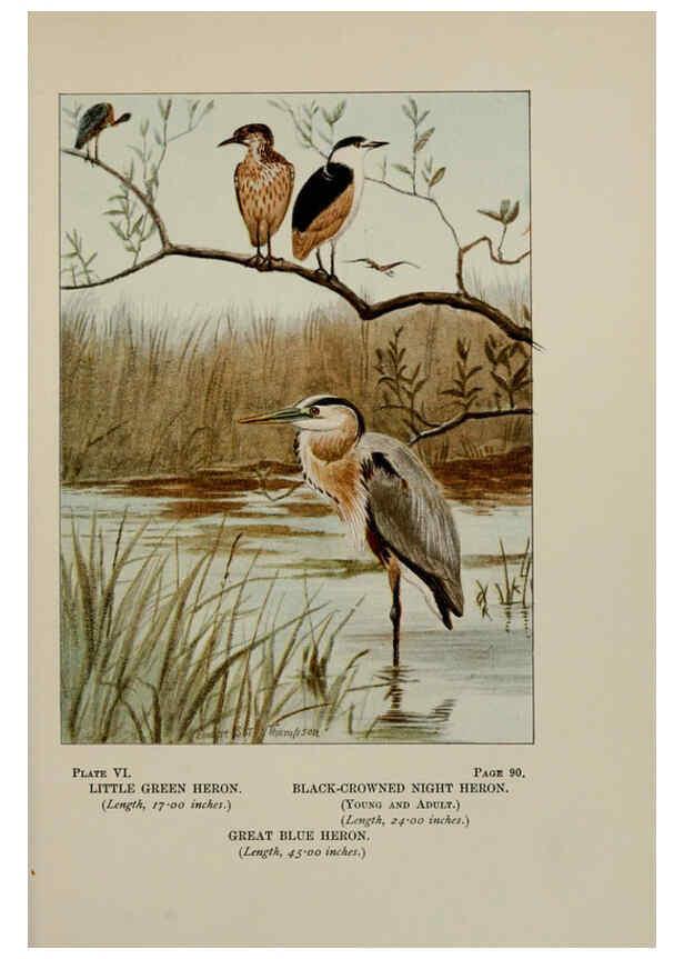 Reproducción/Reproduction 5977728889: Bird-life : a guide to the study of our common birds New York :Appleton,1900