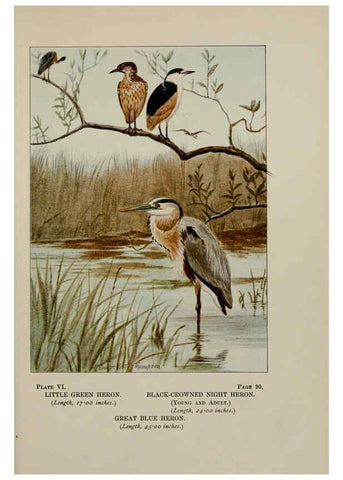 Reproducción/Reproduction 5977728889: Bird-life : a guide to the study of our common birds New York :Appleton,1900