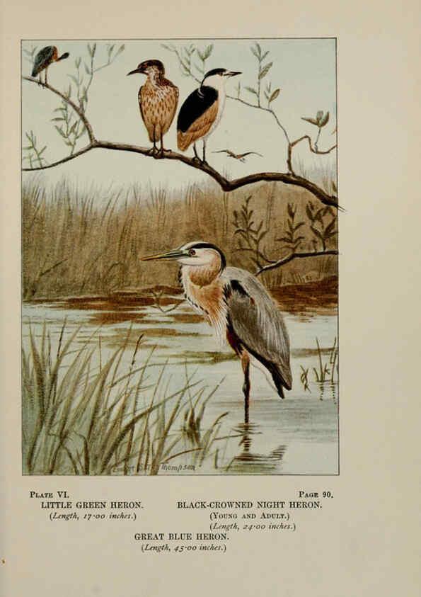 Reproducción/Reproduction 5977728889: Bird-life : a guide to the study of our common birds New York :Appleton,1900