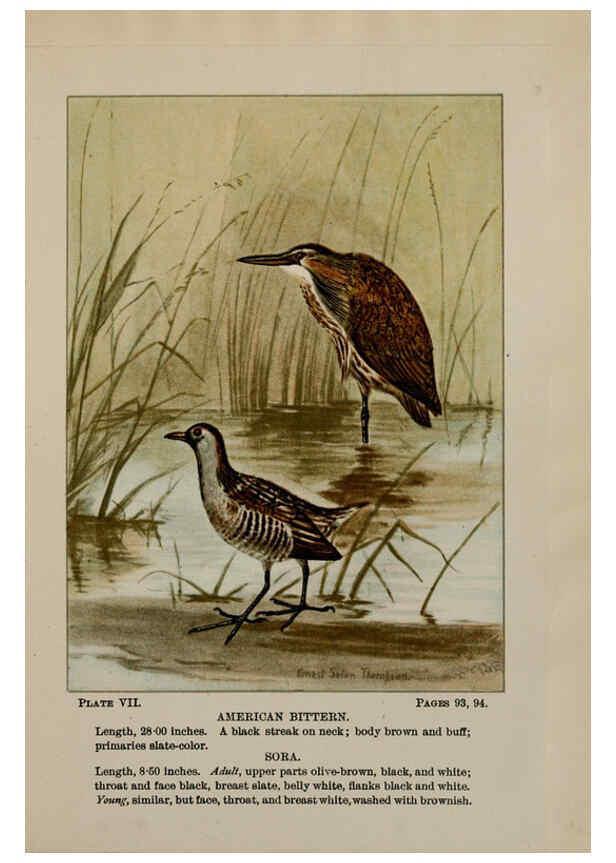 Reproducción/Reproduction 5978289724: Bird-life : a guide to the study of our common birds New York :Appleton,1900