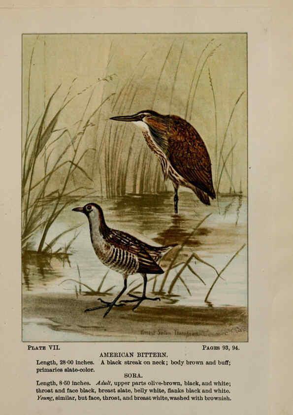 Reproducción/Reproduction 5978289724: Bird-life : a guide to the study of our common birds New York :Appleton,1900