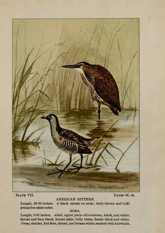 Reproducción/Reproduction 5978289724: Bird-life : a guide to the study of our common birds New York :Appleton,1900