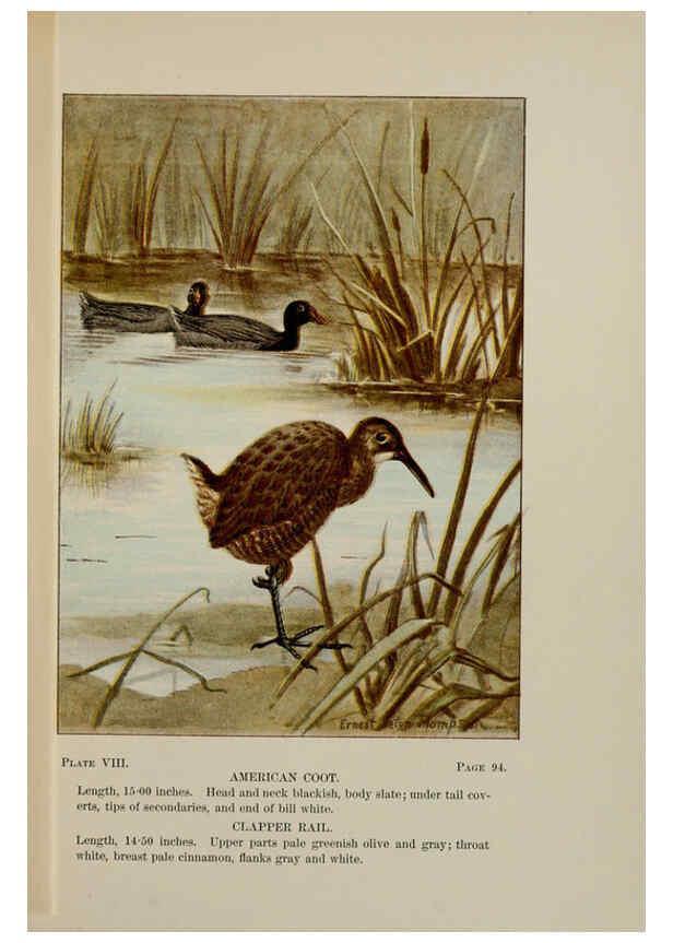 Reproducción/Reproduction 5977729623: Bird-life : a guide to the study of our common birds New York :Appleton,1900