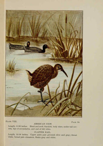 Reproducción/Reproduction 5977729623: Bird-life : a guide to the study of our common birds New York :Appleton,1900