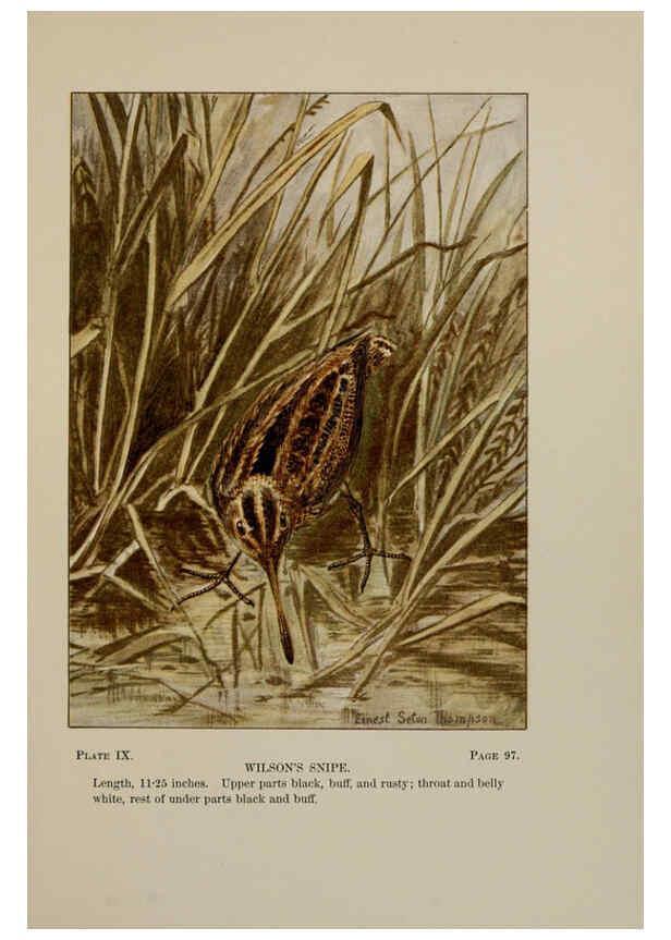 Reproducción/Reproduction 5978290420: Bird-life : a guide to the study of our common birds New York :Appleton,1900