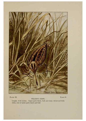 Reproducción/Reproduction 5978290420: Bird-life : a guide to the study of our common birds New York :Appleton,1900