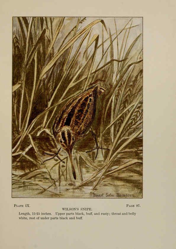 Reproducción/Reproduction 5978290420: Bird-life : a guide to the study of our common birds New York :Appleton,1900