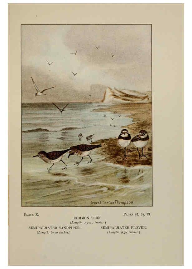 Reproducción/Reproduction 5977730349: Bird-life : a guide to the study of our common birds New York :Appleton,1900
