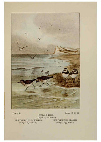 Reproducción/Reproduction 5977730349: Bird-life : a guide to the study of our common birds New York :Appleton,1900