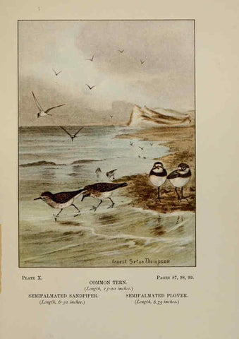 Reproducción/Reproduction 5977730349: Bird-life : a guide to the study of our common birds New York :Appleton,1900