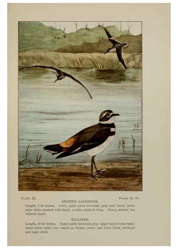 Reproducción/Reproduction 5977730737: Bird-life : a guide to the study of our common birds New York :Appleton,1900