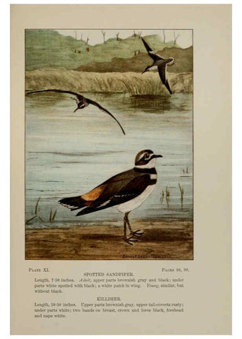 Reproducción/Reproduction 5977730737: Bird-life : a guide to the study of our common birds New York :Appleton,1900