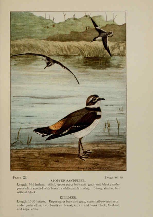 Reproducción/Reproduction 5977730737: Bird-life : a guide to the study of our common birds New York :Appleton,1900