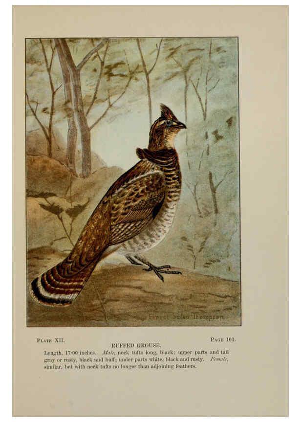 Reproducción/Reproduction 5977731381: Bird-life : a guide to the study of our common birds New York :Appleton,1900