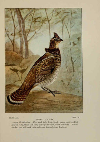 Reproducción/Reproduction 5977731381: Bird-life : a guide to the study of our common birds New York :Appleton,1900