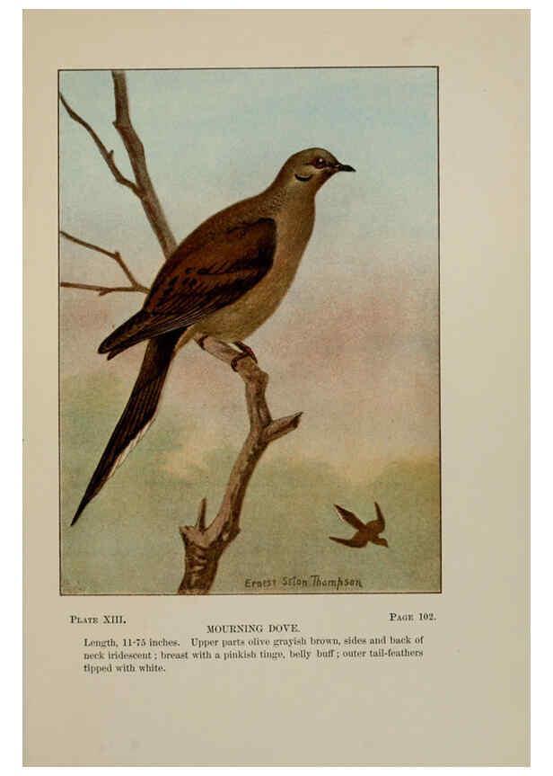 Reproducción/Reproduction 5978292202: Bird-life : a guide to the study of our common birds New York :Appleton,1900
