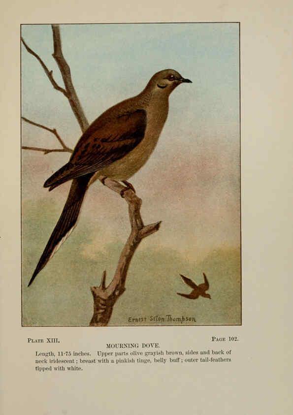 Reproducción/Reproduction 5978292202: Bird-life : a guide to the study of our common birds New York :Appleton,1900