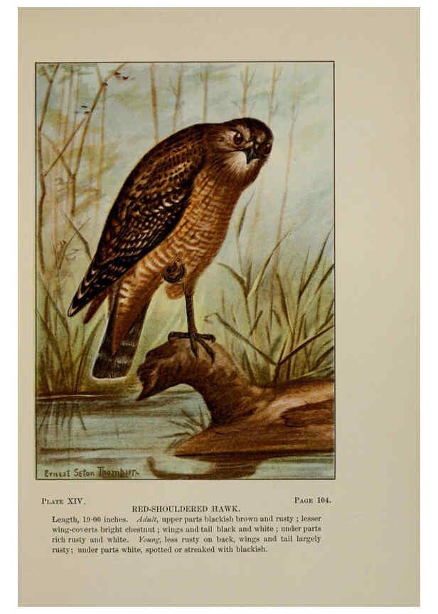 Reproducción/Reproduction 5978292598: Bird-life : a guide to the study of our common birds New York :Appleton,1900