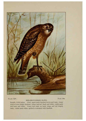 Reproducción/Reproduction 5978292598: Bird-life : a guide to the study of our common birds New York :Appleton,1900
