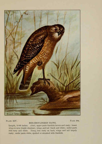 Reproducción/Reproduction 5978292598: Bird-life : a guide to the study of our common birds New York :Appleton,1900